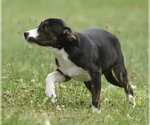 Small #3 Plott Hound Mix