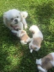 Mother of the Shih Tzu puppies born on 04/14/2018