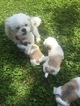 Small Photo #1 Shih Tzu Puppy For Sale in FRANKLIN, TN, USA