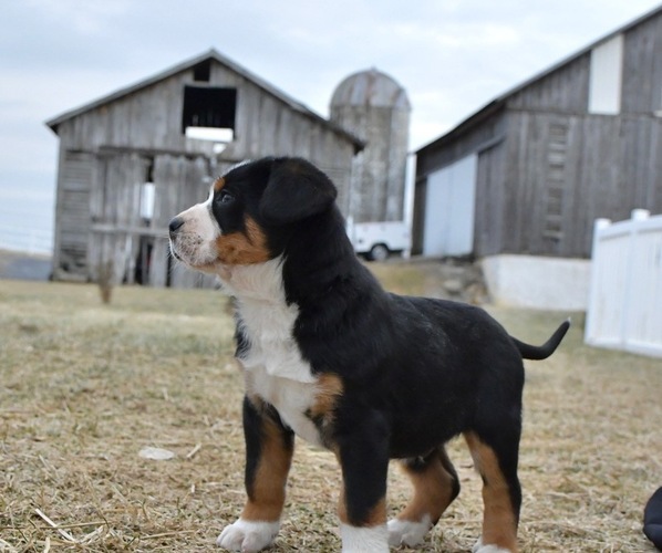 Medium Photo #2 Greater Swiss Mountain Dog Puppy For Sale in BELLEFONTE, PA, USA