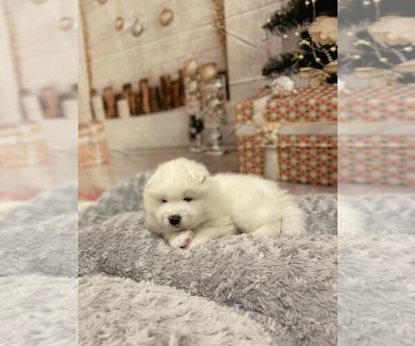 Medium Photo #4 Samoyed Puppy For Sale in DALY CITY, CA, USA