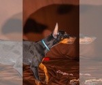 Small Photo #9 Doberman Pinscher Puppy For Sale in RIVERDALE, MD, USA
