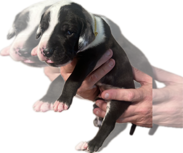 Medium Photo #2 Great Dane Puppy For Sale in WILLIS, TX, USA