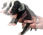 Small #1 Great Dane