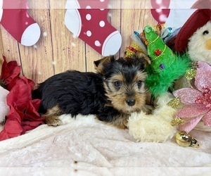 Yorkshire Terrier Puppy for sale in CASSVILLE, MO, USA