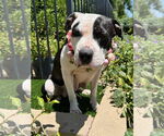 Small #9 American Pit Bull Terrier Mix