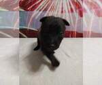 Puppy Blue Belgian Malinois