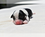 Small #3 Miniature Australian Shepherd