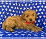 Small #5 Goldendoodle