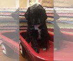 Puppy 2 Miniature Bernedoodle