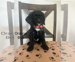 Puppy Orange Boy Irish Doodle-Miniature Bernedoodle Mix