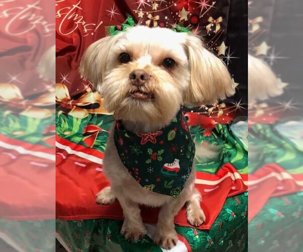 Medium Photo #4 Shih Tzu-Unknown Mix Puppy For Sale in Williamsburg, IA, USA