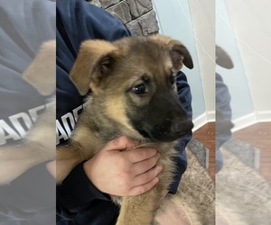 German Shepherd Dog Puppy for sale in MADISON HEIGHTS, VA, USA