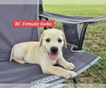 Small Photo #129 Labrador Retriever Puppy For Sale in EDGEWOOD, TX, USA