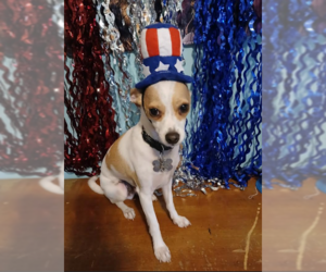 Chihuahua-Unknown Mix Dogs for adoption in Cranston, RI, USA
