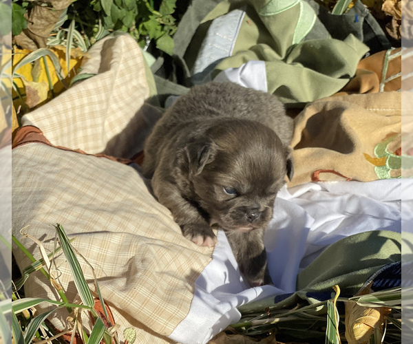 Medium Photo #5 Chihuahua Puppy For Sale in RAWSONVILLE, MI, USA