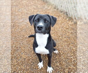 Carol - Female Mutt Dog for Adoption - Photo #4