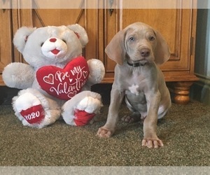 Medium Weimaraner