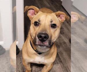 American Staffordshire Terrier-Unknown Mix Dogs for adoption in San Antonio, TX, USA