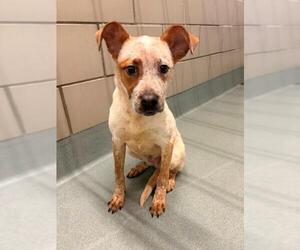 Mutt Dogs for adoption in Baytown, TX, USA