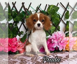 Cavalier King Charles Spaniel Puppy for sale in MIAMI, FL, USA