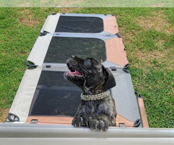 Medium Photo #19 Cane Corso Puppy For Sale in HERRIN, IL, USA