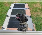 Small #18 Cane Corso