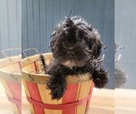 Small Photo #3 Shih-Poo Puppy For Sale in Lakewood, CO, USA
