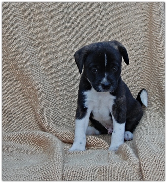 Medium Photo #1 Border Collie-Pom-A-Poo Mix Puppy For Sale in COLUMBIA, PA, USA