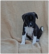 Small Photo #1 Border Collie-Pom-A-Poo Mix Puppy For Sale in COLUMBIA, PA, USA