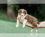Small Photo #16 Australian Shepherd Puppy For Sale in ARODA, VA, USA