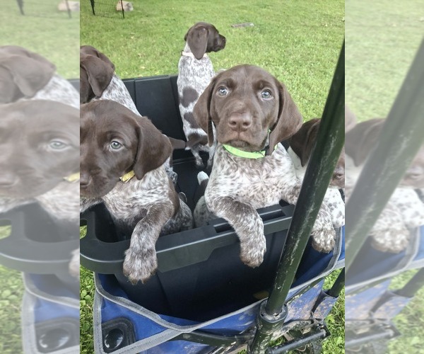 Medium Photo #1 German Shorthaired Pointer Puppy For Sale in LYONS, NY, USA