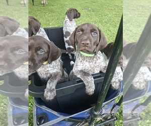 German Shorthaired Pointer Puppy for Sale in LYONS, New York USA