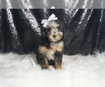 Small #2 Poodle (Toy)