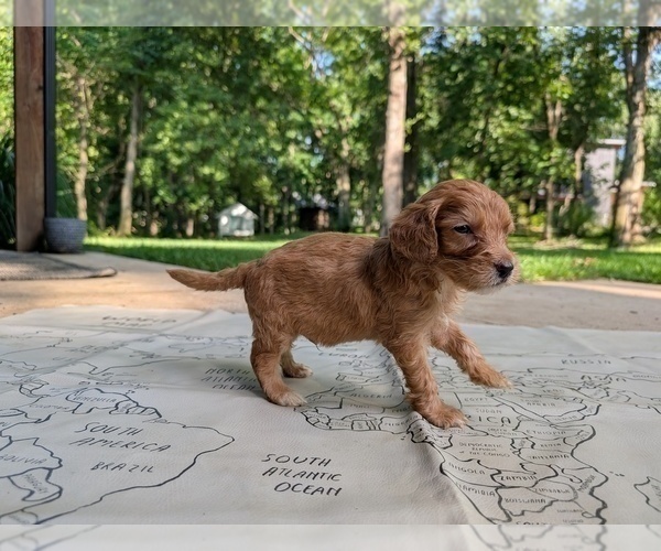 Medium Photo #12 Golden Mountain Doodle  Puppy For Sale in BROKEN ARROW, OK, USA