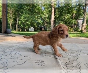 Medium Golden Mountain Doodle 