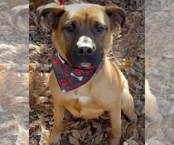 Medium Photo #3 Black Mouth Cur-Boxer Mix Puppy For Sale in Decatur, GA, USA