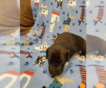 Small Photo #2 Great Dane Puppy For Sale in NEW BRAUNFELS, TX, USA