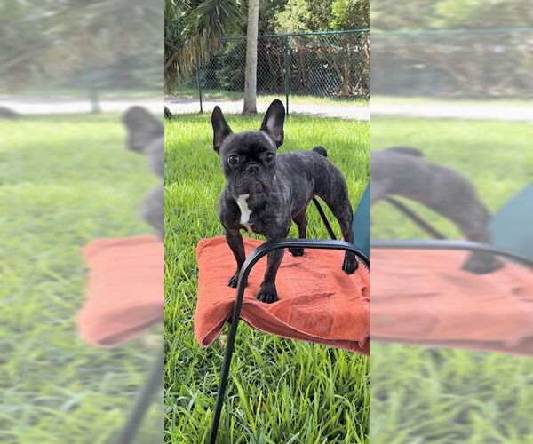 Medium Photo #11 French Bulldog Puppy For Sale in Weston, FL, USA
