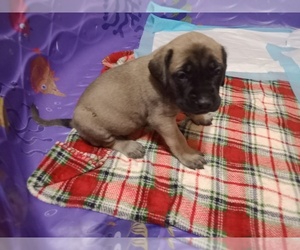 Mastiff Puppy for Sale in FOWLERVILLE, Michigan USA