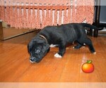 Small Photo #5 Presa Canario Puppy For Sale in PHILADELPHIA, PA, USA
