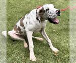 Small #3 Great Dane Mix