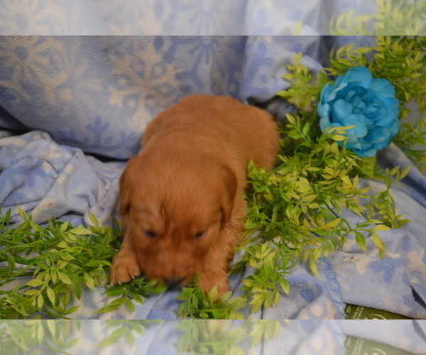 Medium Photo #3 Golden Retriever Puppy For Sale in GREENWOOD, WI, USA