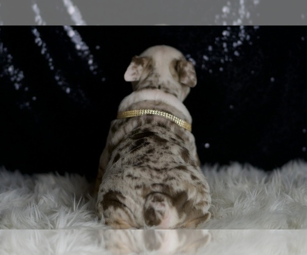 Medium Photo #6 English Bulldog Puppy For Sale in WARSAW, IN, USA