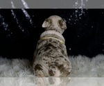 Small #5 English Bulldog