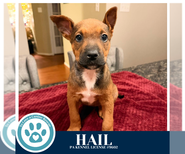 Medium Photo #1 Labrador Retriever-Unknown Mix Puppy For Sale in Kimberton, PA, USA