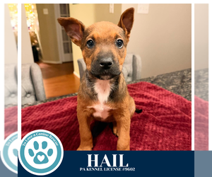 Labrador Retriever-Unknown Mix Dogs for adoption in Kimberton, PA, USA