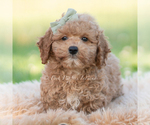 Small #4 Goldendoodle (Miniature)