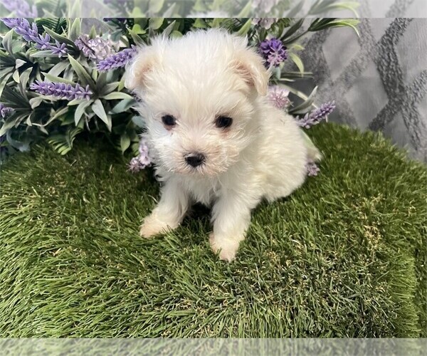 Medium Photo #7 Maltese Puppy For Sale in JACKSONVILLE, FL, USA