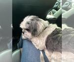 Small #2 Shih Tzu Mix